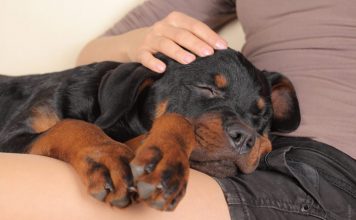 7 Reasons to Get a Pet