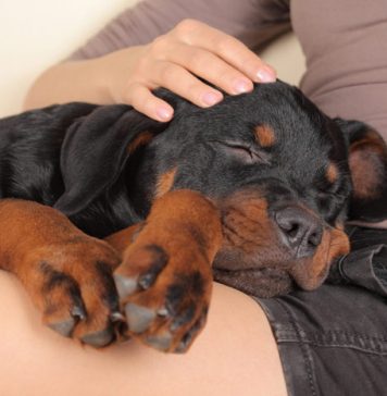 7 Reasons to Get a Pet