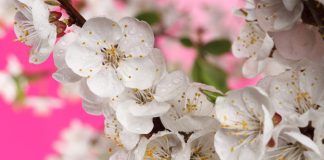 Seasonal Allergies Treatment