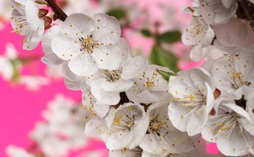 Seasonal Allergies Treatment