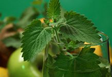 5 Foods Men Should Avoid