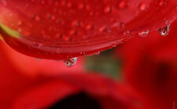 Women in Red Regarded as Sexually Open