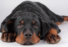 When Animals Attack: Priceless Pointers for Preventing Dog Bites