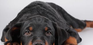 Animal Facts That Will Lighten up Your Mood