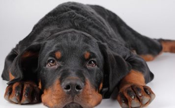 When Animals Attack: Priceless Pointers for Preventing Dog Bites