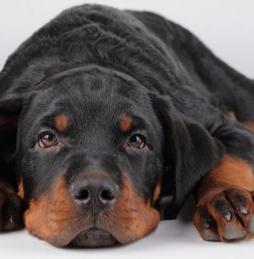 When Animals Attack: Priceless Pointers for Preventing Dog Bites