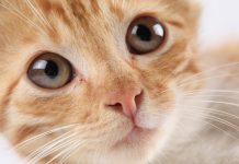 Your Pet Might Make You Ill