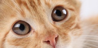 Your Pet Might Make You Ill