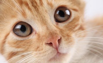 Your Pet Might Make You Ill