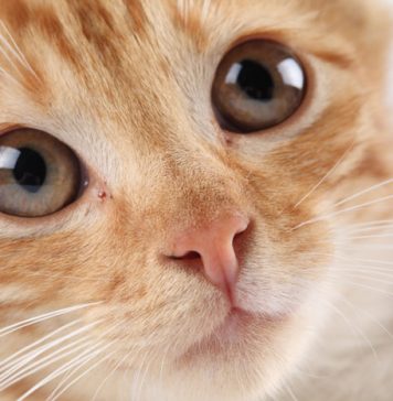 Your Pet Might Make You Ill