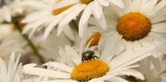 24 Bug-Proofing Tips for Your Home