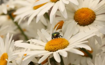 24 Bug-Proofing Tips for Your Home