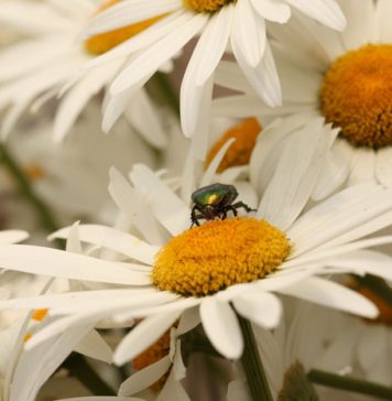 24 Bug-Proofing Tips for Your Home