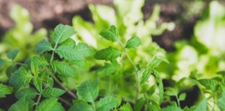 11 Herbs That Repel Mosquitoes