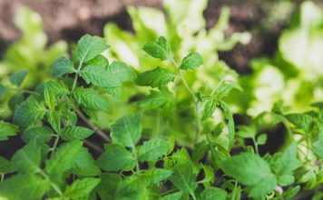 11 Herbs That Repel Mosquitoes