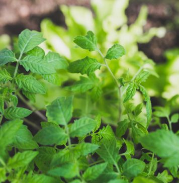 11 Herbs That Repel Mosquitoes