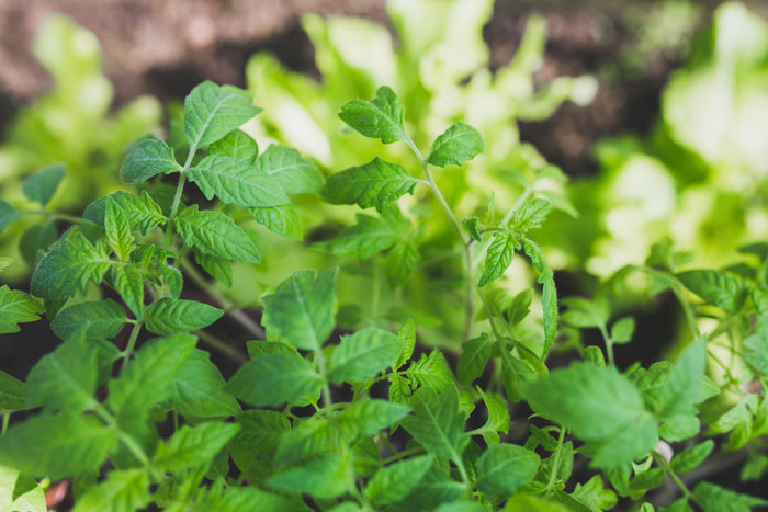 700-herbs-tomato-plants