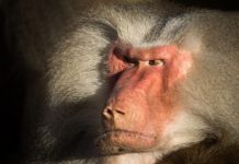 All You Need to Know About Monkeypox