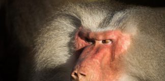 All You Need to Know About Monkeypox