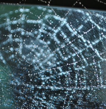 12 Weirdest Phobias Ever