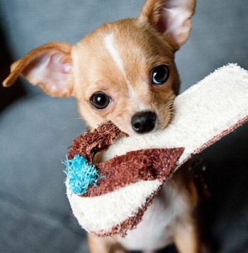 Cute Dogs & Puppies Pictures