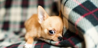 Unexpected Ways That Owning a Pet Enriches Your Life