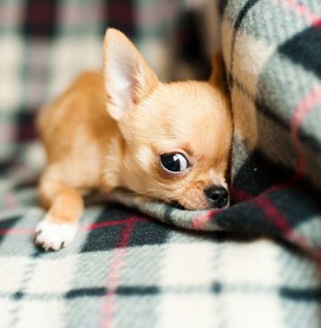 How to Get Rid of Pet Stains Like a Pro