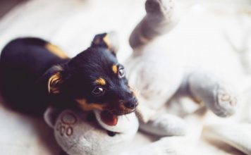 6 Tips to Keep Your Dog Happy and Healthy