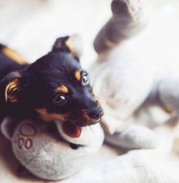 6 Tips to Keep Your Dog Happy and Healthy