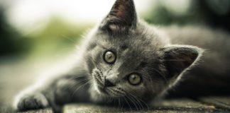 Top 10 Reasons to Get a Cat