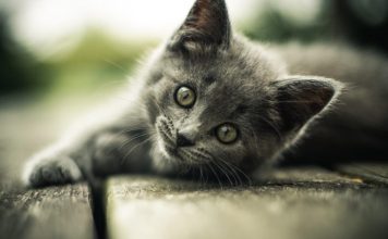 Top 10 Reasons to Get a Cat