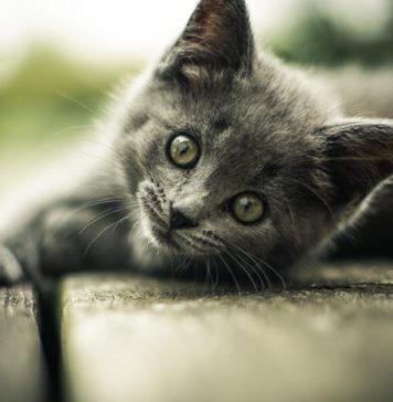 Top 10 Reasons to Get a Cat