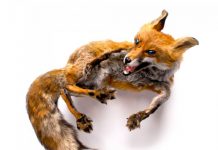 Shocking Accessories Made of Dead Animals by Reid Peppard