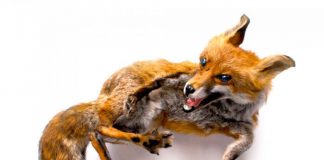 Shocking Accessories Made of Dead Animals by Reid Peppard