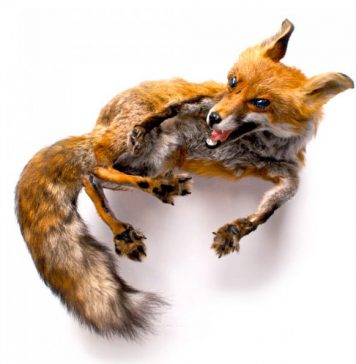 Shocking Accessories Made of Dead Animals by Reid Peppard