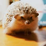 cafes-catering-hedgehogs