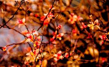 Rural Tourism in Ukraine