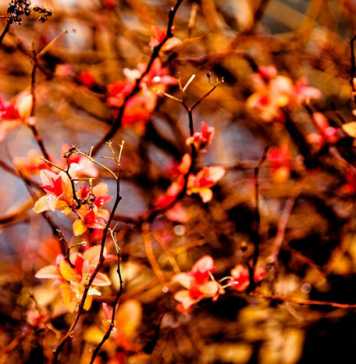 Rural Tourism in Ukraine