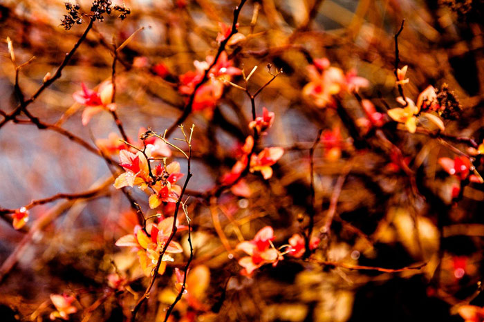 autumn-fall-nature-beauty45