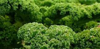 Celebrity Superfoods and Which Ones You Should Be Eating Too