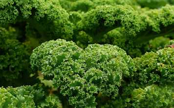 Celebrity Superfoods and Which Ones You Should Be Eating Too