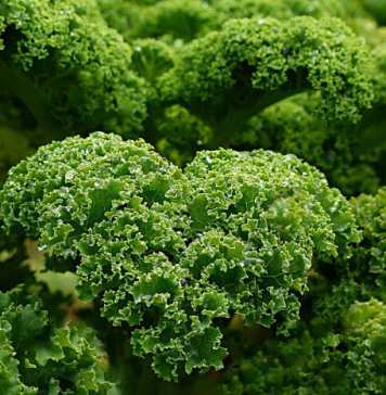 Celebrity Superfoods and Which Ones You Should Be Eating Too
