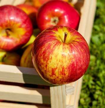 Can Apple Cider Vinegar Help With Weight Loss?