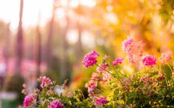 How to Create a Breath-Taking Garden?