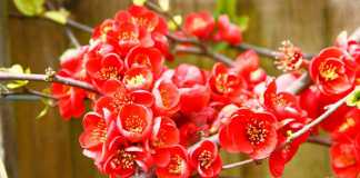 Try Out These Amazing Winter Flowers For Your Home Garden