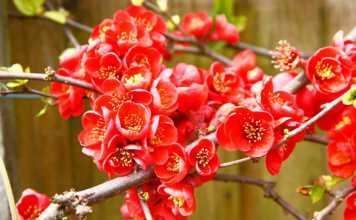Try Out These Amazing Winter Flowers For Your Home Garden