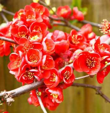 Try Out These Amazing Winter Flowers For Your Home Garden