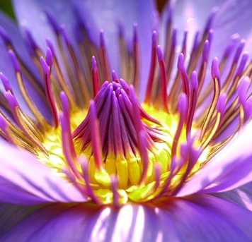 6 Gorgeous Flowers that are Reckoned as Affectionate Tokens of Love