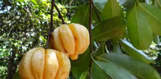 What Are the Side Effects of Using Garcinia Cambogia for Lactating Moms?