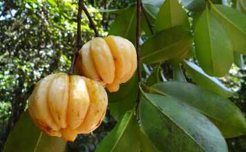 What Are the Side Effects of Using Garcinia Cambogia for Lactating Moms?